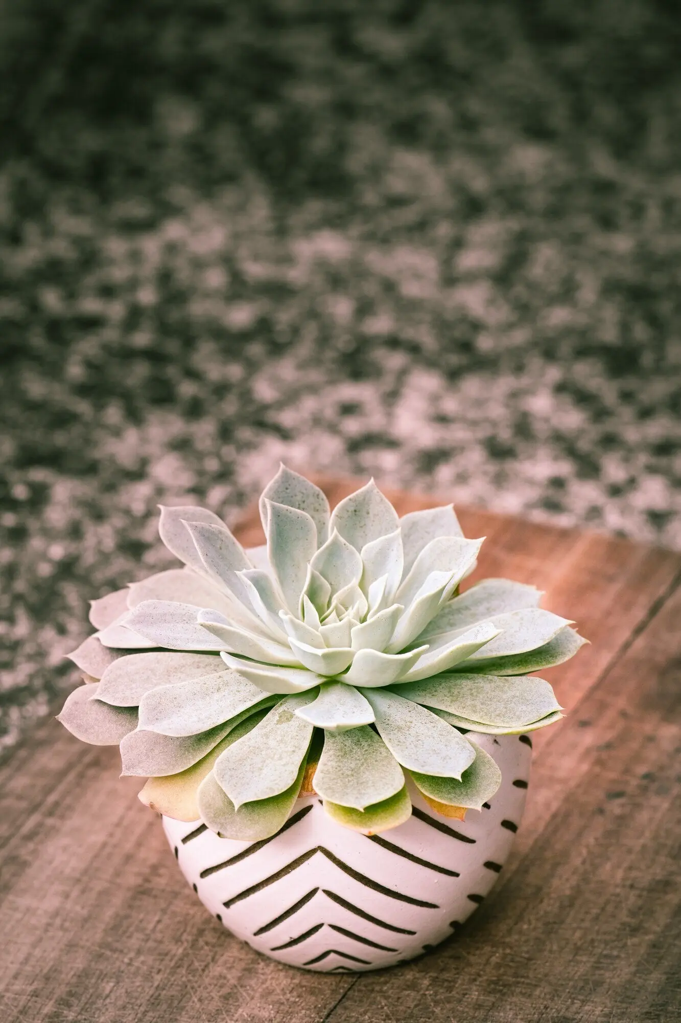 Hochformataufnahme einer blühenden Echeveria-Pflanze in einem dekorativen Blumentopf.